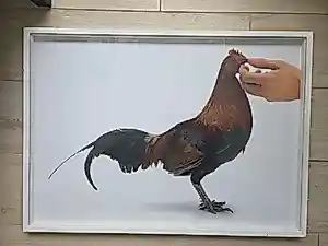 Koen Vanmechelen - Feeding Chicken kopen? Bied vanaf 725!