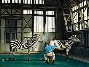Mr Strange - De zebra's kopen? Bied vanaf 75!