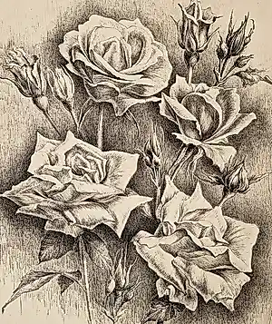 Hans van Dokkum - Fraaie monochrome Lithografie "Rozen" - zeer kleine oplage (10) kopen? Bied vanaf 36!