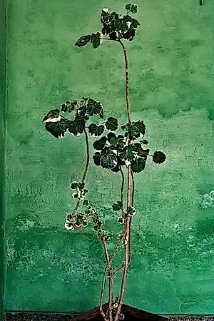 Raghu Rai - Trees - Magnum photos limited edition kopen? Bied vanaf 250!