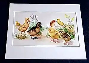 Coen van Hunnik - Kuikens verkocht voor € 95!
