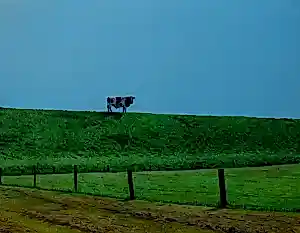 Pit van Loo - Ingelijste olieverf op doek: koe op dijk op Terschelling - 1972 kopen? Bied vanaf 995!