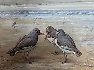 Jan van Oort - Drie scholeksters op het strand kopen? Bied vanaf 750!