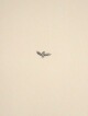 Kiki Smith - Bee, Mappe mit Lithographie von 1998 verkocht voor € 65!