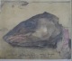 Gogel