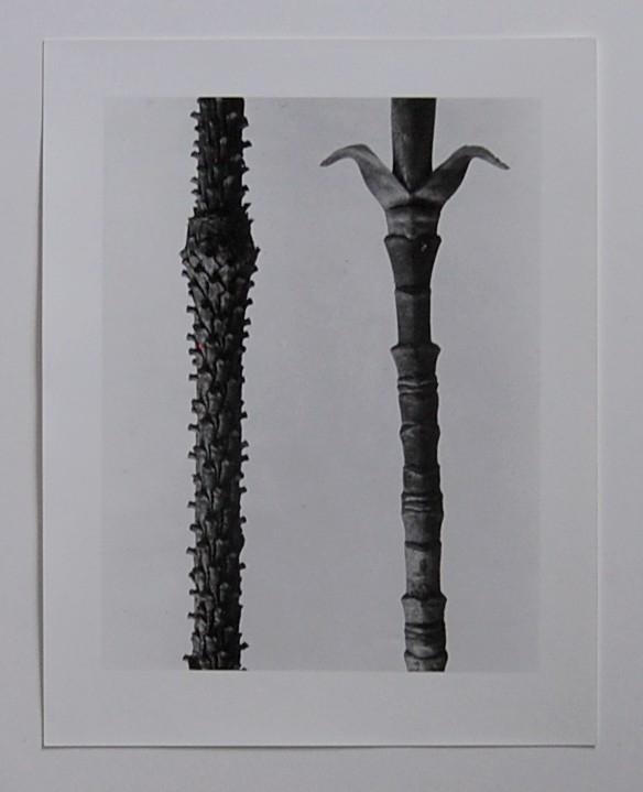 Karl Blossfeldt - Fotografie a. d. N. - Fichte - 1A Zustand kopen? Bied vanaf 70!
