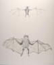 Kiki Smith - Grafik-Objekt ca. 50 x 42,2 cm GK 1997 verkocht voor € 100!