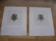 Kiki Smith - Kiki Smith BAT I und II - Radierungen handsigniert und datiert verkocht voor € 600!