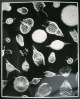 August Kreyenkamp - RADIOLARIEN Original - Fotografie auf kartonstarkem gläzendem Fotopapier verkocht voor € 105!