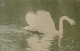 Carl Thiemann - Schwan. Original-Farbenholzschnitt (1907). kopen? Bied vanaf 160!