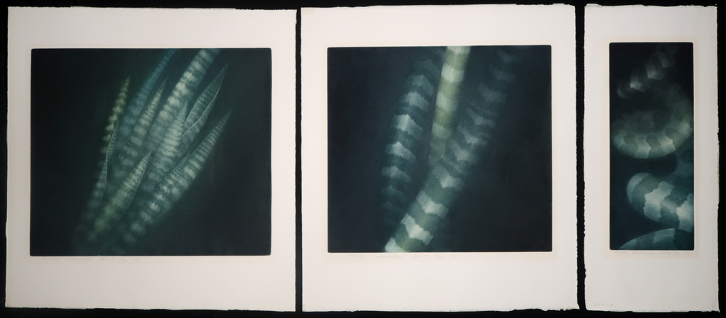 Madeleine Leddy: Lot van 3 mezzotints, Metamorfose verkocht voor € 50!