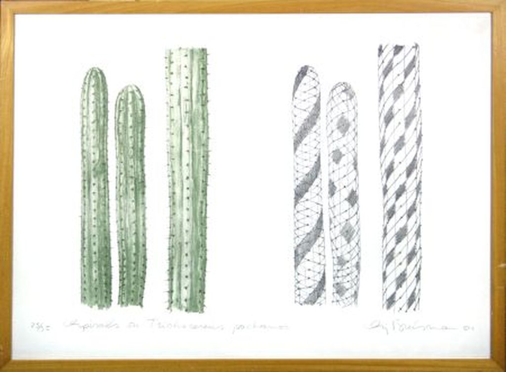Sjoerd Buisman, Spirals on Trichocereus pachanoi, '81, grote ingelijste litho kopen? Bied vanaf 130!