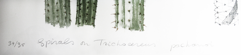 Sjoerd Buisman, Spirals on Trichocereus pachanoi, '81, grote ingelijste litho kopen? Bied vanaf 130!