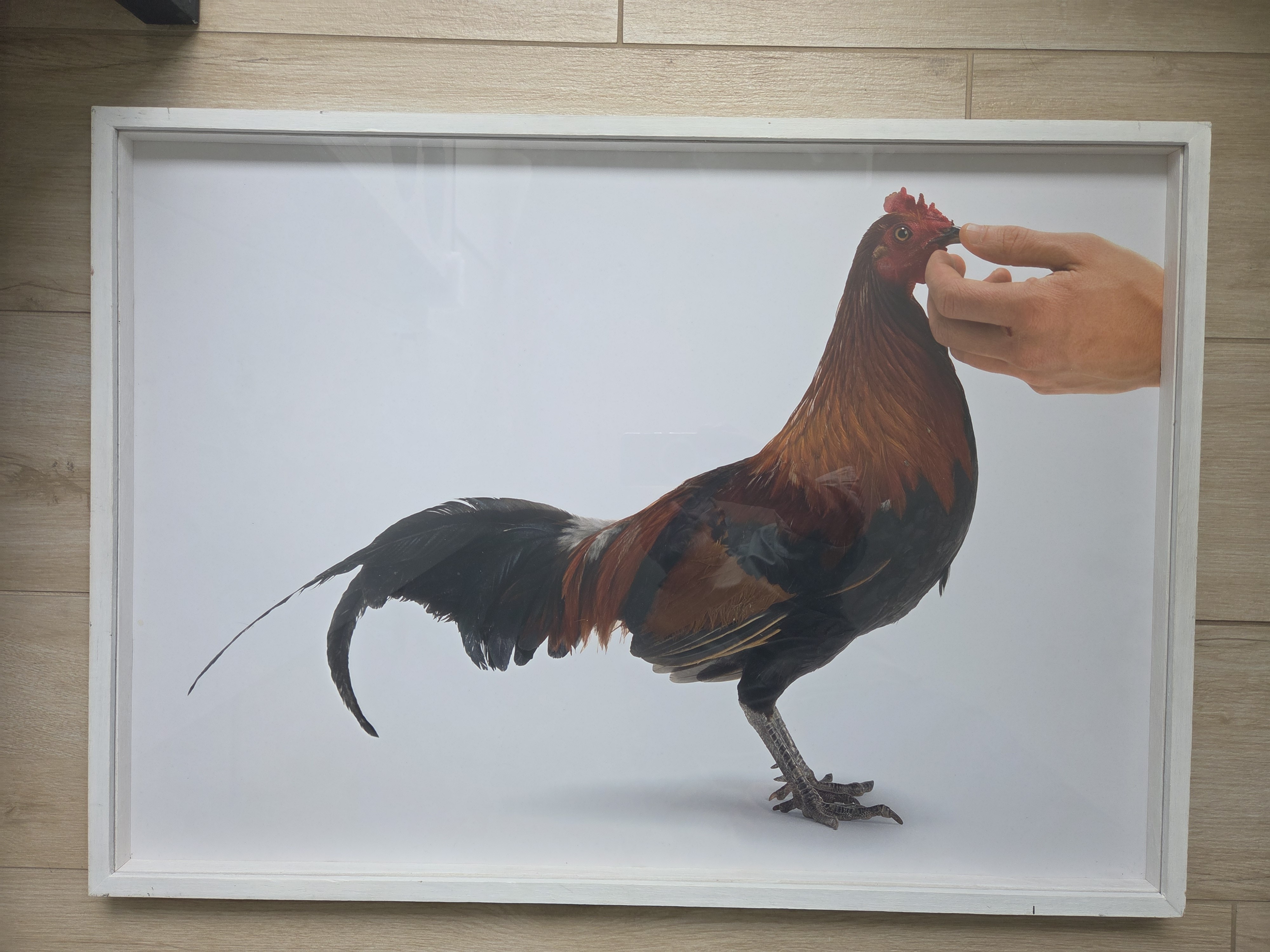Koen Vanmechelen - Feeding Chicken kopen? Bied vanaf 725!