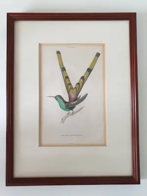 William Home Lizars - 2 stuks Kolibrie/ Hummingbird Gravure Oud Handgekleurd 19e eeuw kopen? Bied vanaf 40!
