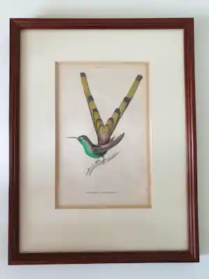 William Home Lizars - 2 stuks Kolibrie/ Hummingbird Gravure Oud Handgekleurd 19e eeuw verkocht voor € 40!
