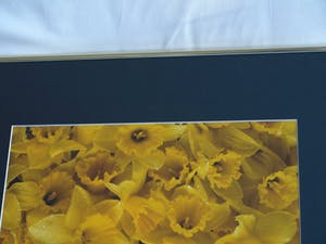 Paul Huf - Foto , Flowers , Bloemen – gesigneerd & ingelijst - 1984 kopen? Bied vanaf 75!