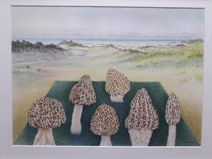 Ank Overweel - Spel met paddestoelen (1) kopen? Bied vanaf 65!