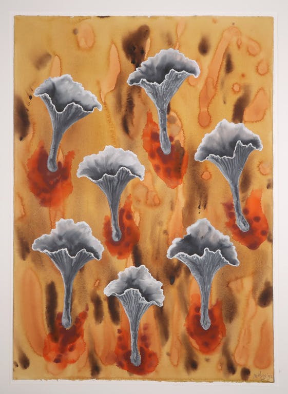 Mareike Geys - Mareike Geys: Aquarel, Brandplekcantharellen (Groot) verkocht voor € 35!