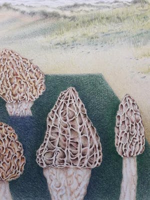 Ank Overweel - Spel met paddestoelen (1) kopen? Bied vanaf 65!