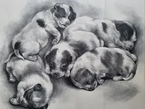 Aart van Dobbenburgh - "Puppies". kopen? Bied vanaf 75!