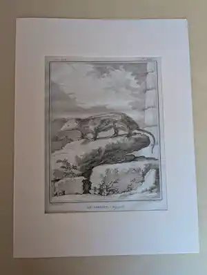Jacques de Sève - Histoire Naturelle kopen? Bied vanaf 60!
