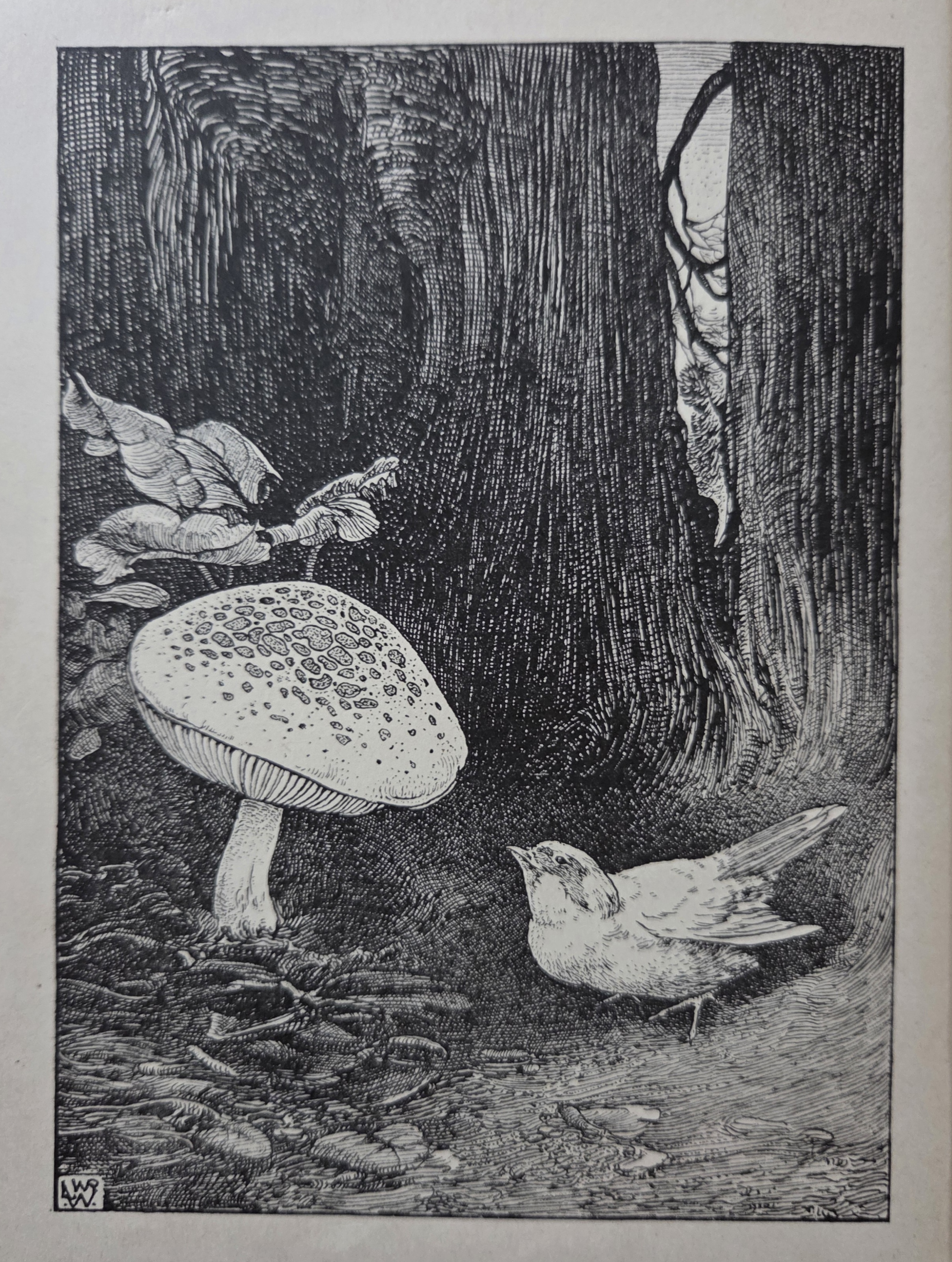 Ludwig Willem Reijmert Wenckebach - Diverse illustraties. kopen? Bied vanaf 20!