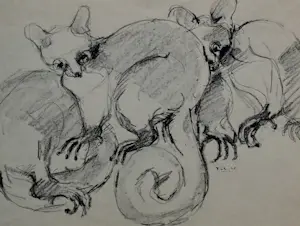 Frits van Eeden - Pen/potlood tekening: grootoorvossen - 1963 kopen? Bied vanaf 49!
