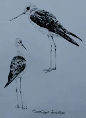 Peter Vos - Litho: Himantopus(steltkluut) - 1977 kopen? Bied vanaf 150!