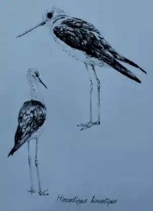 Peter Vos - Litho: Himantopus(steltkluut) - 1977 verkocht voor € 170!