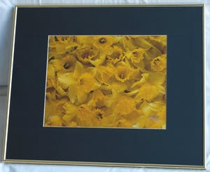 Paul Huf - Foto , Flowers , Bloemen – gesigneerd & ingelijst - 1984 kopen? Bied vanaf 75!