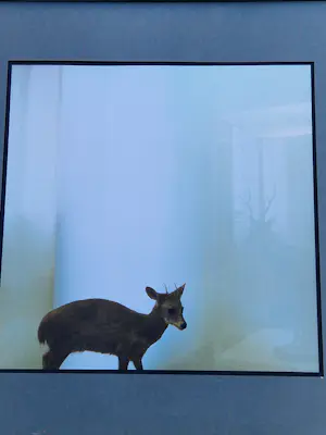 Paul den Hollander - Originele silverprint kleuren foto "reflection of a deer" ingelijst -zonder glas kopen? Bied vanaf 60!