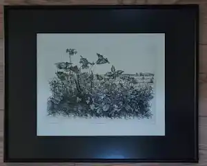 Willem Minderman - Wilde planten met landschap, ets kopen? Bied vanaf 49!
