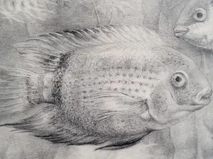 Aart van Dobbenburgh - "Aquarium". kopen? Bied vanaf 75!