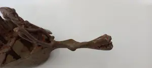 Dogon - Konings kano kopen? Bied vanaf 70!
