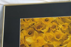Paul Huf - Foto , Flowers , Bloemen – gesigneerd & ingelijst - 1984 kopen? Bied vanaf 75!