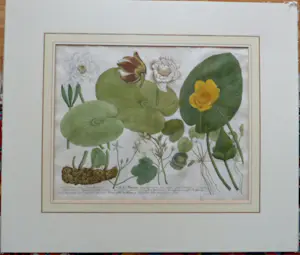 Johann Weinmann - Phytanthoza iconographia, Regensberg kopen? Bied vanaf 150!