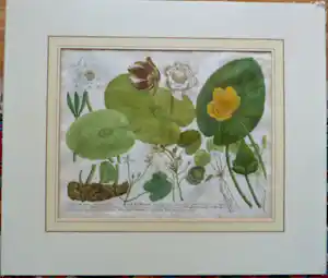 Johann Weinmann - Phytanthoza iconographia, Regensberg kopen? Bied vanaf 150!