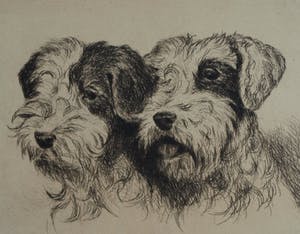 Niet of onleesbaar gesigneerd - Ingelijste ets , 2 Honden , 2 portretten - oud kopen? Bied vanaf 1!