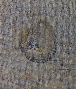 Niet of onleesbaar gesigneerd - Olieverf op doek, Zonder titel kopen? Bied vanaf 1!