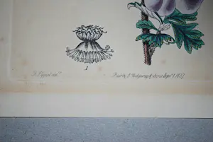 Maria Sybilla Merian - 2 boeken, 2 gravures (19e Eeuw) kopen? Bied vanaf 75!
