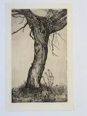 Pieter Dupont - Knotwilg verkocht voor € 50!