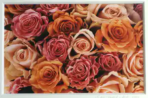 Sylvia Dudok van Heel - Ingelijste foto, Bloemstilleven Rozen 1 – 52 x 62 cm - 2002 verkocht voor € 40!