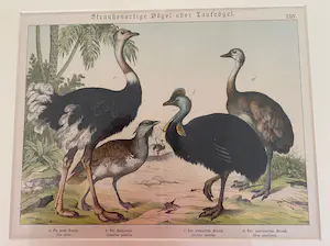 Niet of onleesbaar gesigneerd - Loopvogels kopen? Bied vanaf 1!