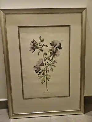 Gerard van Spaendonck - Mauve alcée verkocht voor € 50!