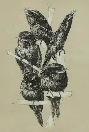 Peter Vos - Ingelijste litho: Podargus Strigoides verkocht voor € 209!