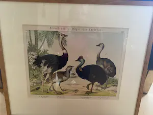 Niet of onleesbaar gesigneerd - Loopvogels kopen? Bied vanaf 1!