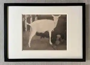 Jan Mankes - Originele Heliogravure Jonge Witte Geit 1923 verkocht voor € 150!