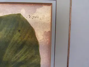 Johann Weinmann - Phytanthoza iconographia, Regensberg kopen? Bied vanaf 150!