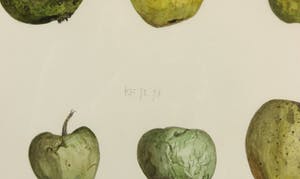 Kees Franse - Aquarel, Appels - Ingelijst kopen? Bied vanaf 300!